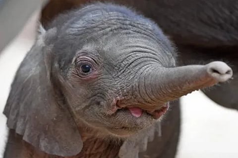 Baby Elephant