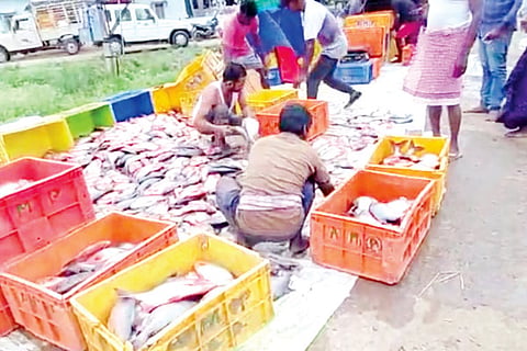 Ballari fish
