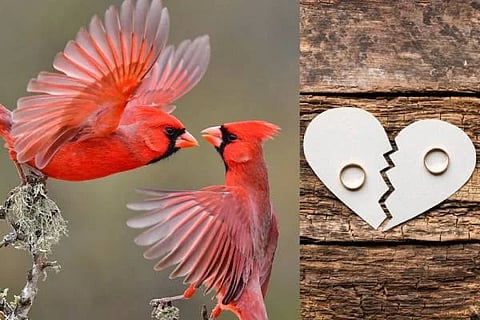 Birds Divorce