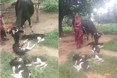 Calf Birth