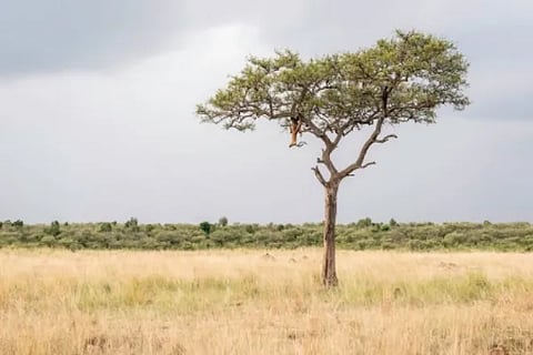 Can You Spot The Leopard Camouflaged In This Jungle Scene_
