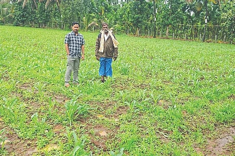 Channagiri, Agriculture, Maize, Information,