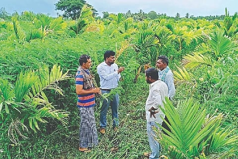 Channagiri, Information, Agriculture,