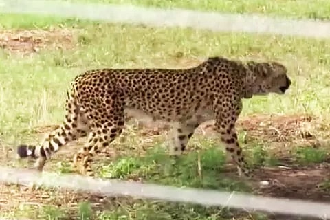 Cheetah (1)