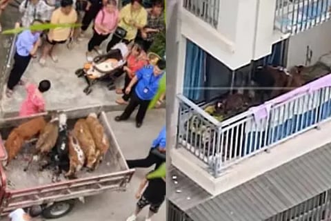 Chinese flat owner does the unthinkable keeps 7 cows on balcony