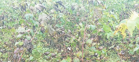 Cotton crop in ranebennur