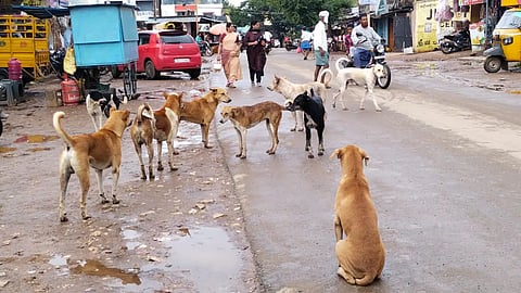 DOGING BITING IN RATTIHALLI