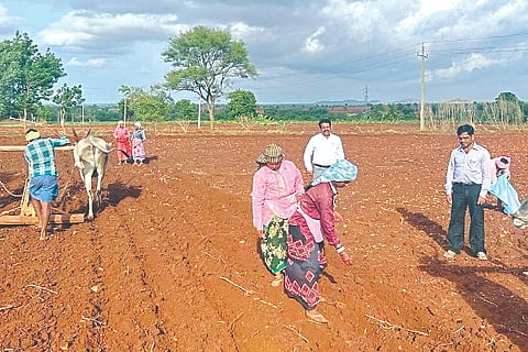 Davanagere, Rain, Sowing,