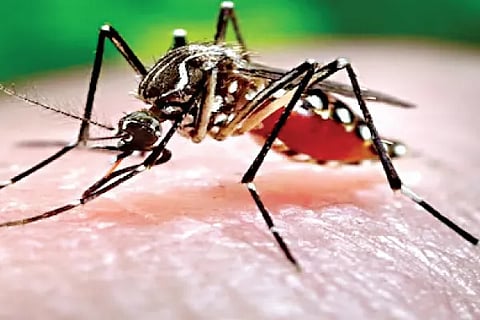Dengue