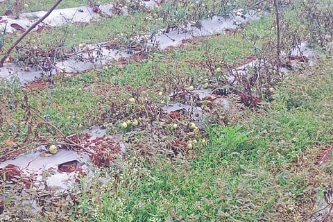 Destruction of tomato crop for personal grudge