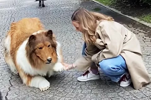 Dog man