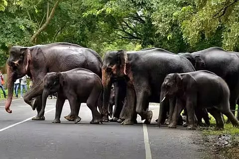 Elephant