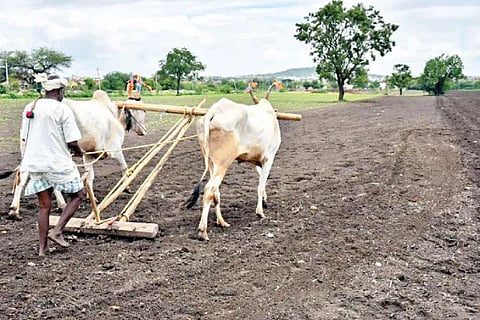 Farmer (1)