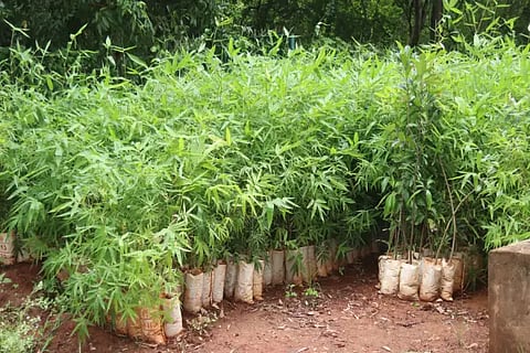 Forest-Department-Nursery-Saplings-1