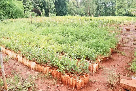 Forest Department Nursery Saplings