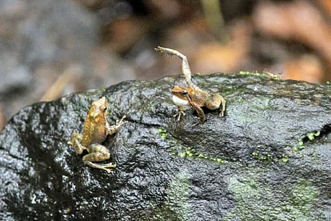 Frogs