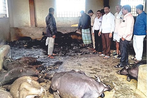 Harapanahalli Cattell Death