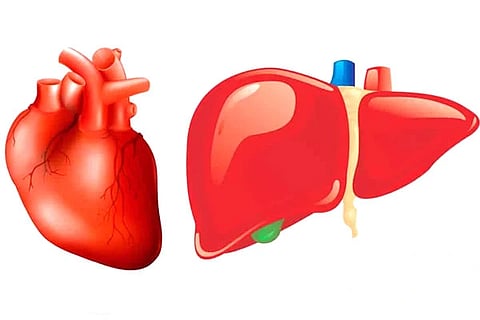 Heart and Liver