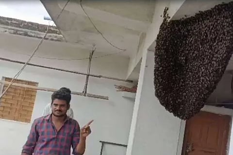 Honey bee