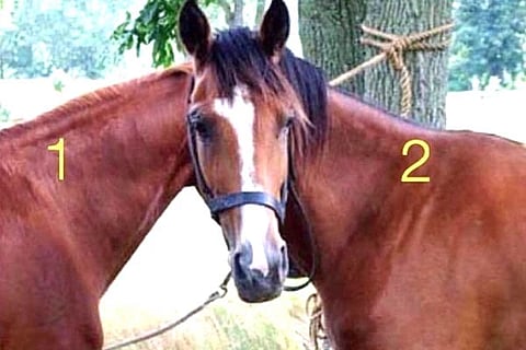 Horse Head
