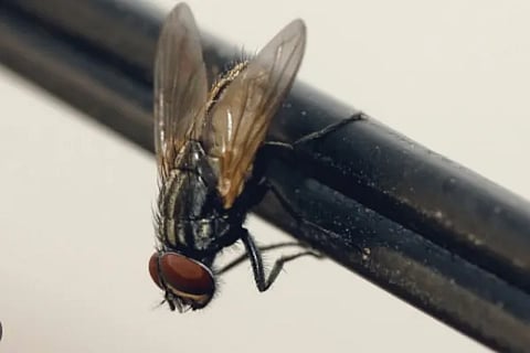 Housefly