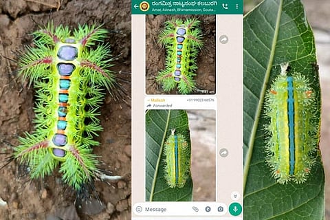Insects