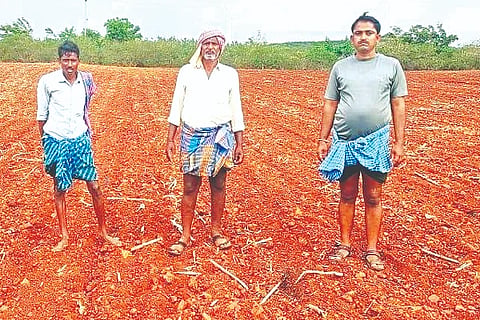 Jagaluru, Maize, Pork, Havali