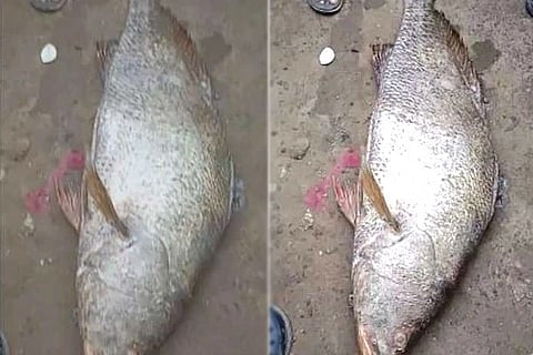 Kachidi Fish