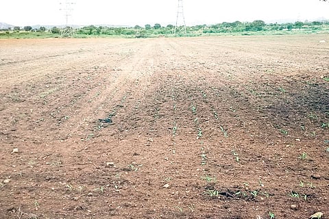 Kanakagiri Sawing Seeds