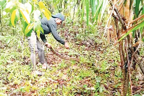King cobra Rescue opretaion