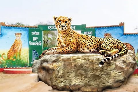 Kuno Leopard