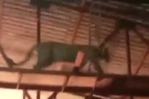 Leapord