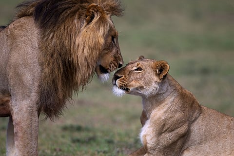 lions
