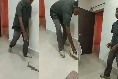 Monitor Lizard