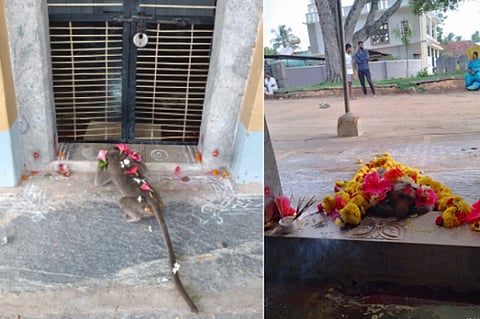 Monkey Life