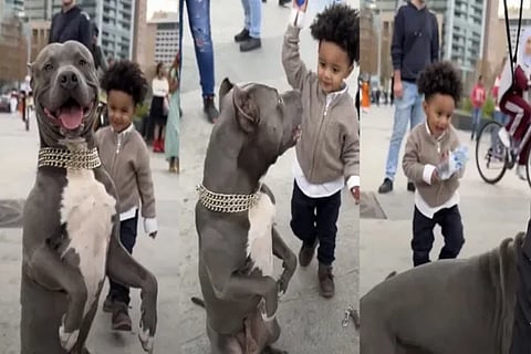 PitBull Attack
