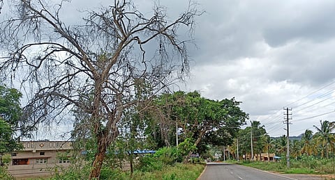 Rmgm-Ph-01-Road Ona Mara-Jalamangala Road-Shanuboganahalli Near-Photo-18-7-2023