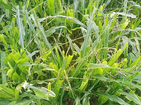 Rmgm-Ph-02-Dairy Halu Rate Mevu Korathe News Story-Photo-Mevu-Keetabade Jola Rmgm Taluk- 30-6-2023