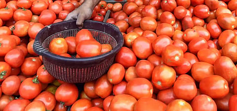 Rogadinda Tomato Iluvari Kusita