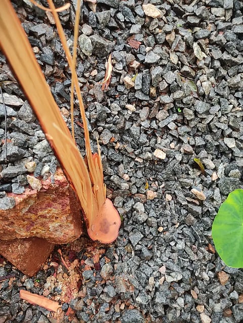 Sandal wood smagling