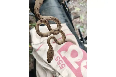 Snake Rescued