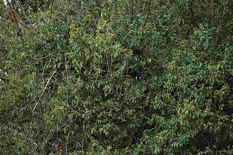 Spot the Leapard 1