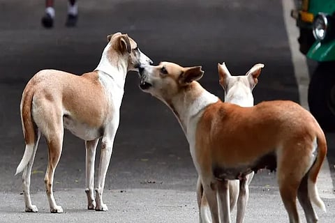 Stray Dog
