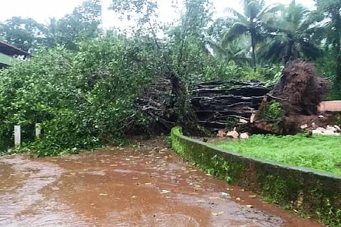 TREE