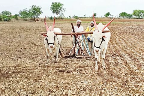 The farmer is worried about the lack of monsoon rains