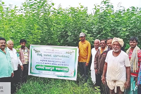 Thrips-Mites Nusi Pede Disease Control Campaign