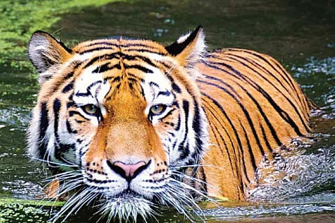 Tiger (1)