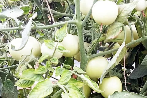 Tomato Brinjal