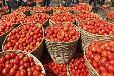 Tomato Crop