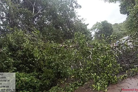 Tree fell on road